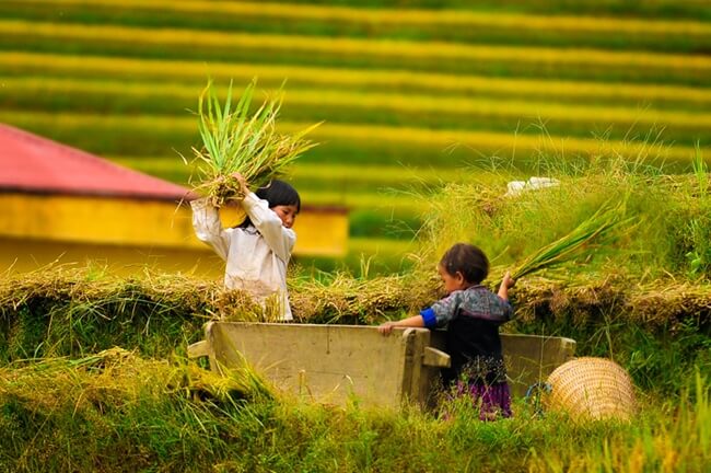 Mu Cang Chai in Harvesting Season